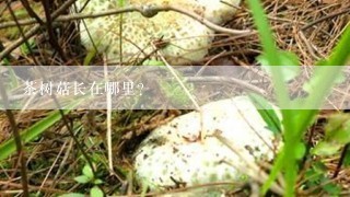 茶树菇长在哪里？