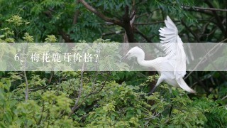 梅花鹿茸价格？