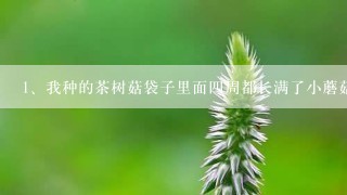 我种的茶树菇袋子里面四周都长满了小蘑菇该怎么办，