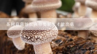 茶树菇菌丝长满带要好久才能出菇