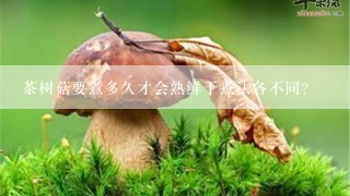 茶树菇要煮多久才会熟鲜干煮法各不同？