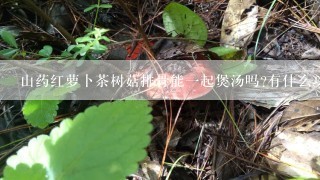 山药红萝卜茶树菇排骨能一起煲汤吗?有什么功效？