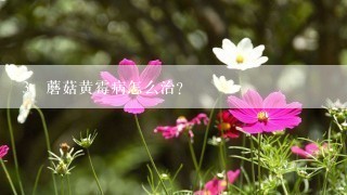 蘑菇黄霉病怎么治？