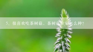 很喜欢吃茶树菇，茶树菇在家怎么种？