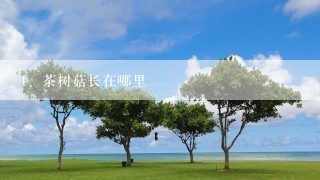 茶树菇长在哪里