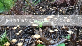 多种野生菌类放在一起做菜会不会中毒?