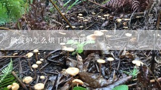 微波炉怎么烘干鲜茶树菇