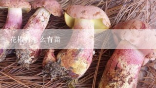 花椒籽怎么育苗