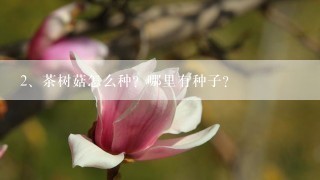 茶树菇怎么种？哪里有种子？