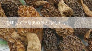 有哪些关于菇类的带名称的图片？