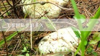 干茶树菇要泡多久