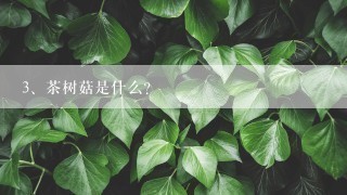 茶树菇是什么？