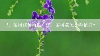 茶树菇种植很广泛，茶树菇怎么种植好？