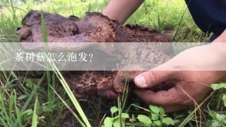 茶树菇怎么泡发？