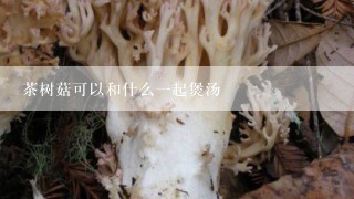 茶树菇可以和什么一起煲汤