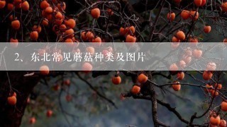 东北常见蘑菇种类及图片