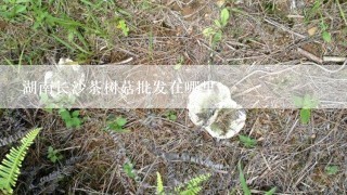 湖南长沙茶树菇批发在哪里