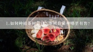 <br/>1、如何种植茶树菇? <br/>2、茶树菇菌种哪里有售?