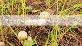 茶树菇容易受潮生虫有什么办法？
