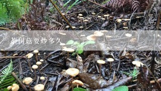 茶树菇要炒多久