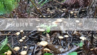 茶树菇同苹果一起煮汤会产生毒吗?