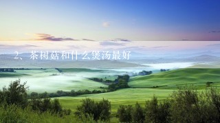 茶树菇和什么煲汤最好