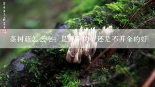 茶树菇怎么吃？是开伞的好还是不开伞的好