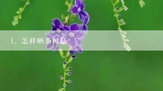 怎样晒茶树菇