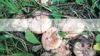 广东省东莞地区气温适合种植那类蘑菇，是室内种植，要注意那些方面。