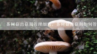 茶树菇出菇期管理细致，茶树菇出菇期如何管理？