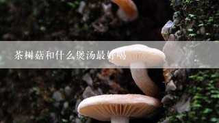 茶树菇和什么煲汤最好喝