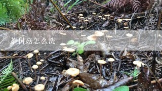 茶树菇怎么洗