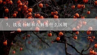 铁皮石斛和石斛有什么区别