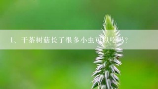 干茶树菇长了很多小虫可以吃吗？