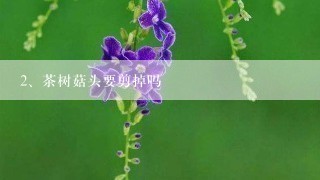 茶树菇头要剪掉吗