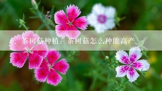 茶树菇种植：茶树菇怎么种能高产