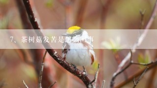 茶树菇发苦是怎么回事