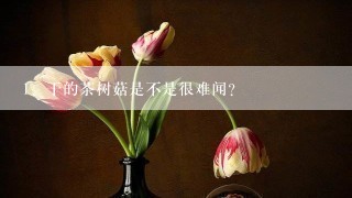 干的茶树菇是不是很难闻？