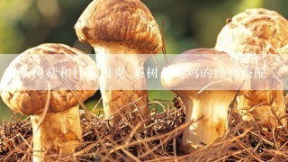 茶树菇和什么相克 茶树菇炖鸡的经典搭配