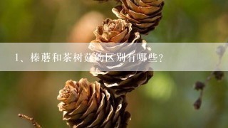 榛蘑和茶树菇的区别有哪些？