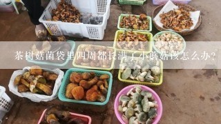 茶树菇菌袋里四周都长满了小蘑菇该怎么办？菌袋可以