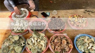 云南最大的菌菇品种？