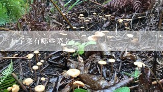 叶子菜有哪些菜名？