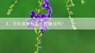 羊肚菌种植怎么样赚钱吗？