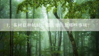 茶树菇种植时，都需要注意哪些事项？