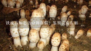 铁皮石斛怎么分辨真假？鉴别铁皮石斛