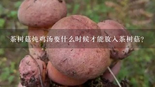 茶树菇炖鸡汤要什么时候才能放入茶树菇？