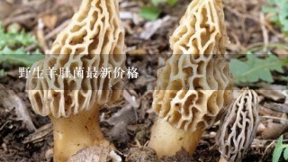 野生羊肚菌最新价格