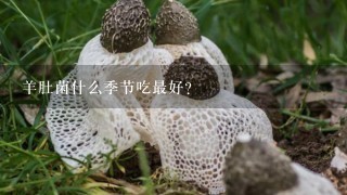 羊肚菌什么季节吃最好？