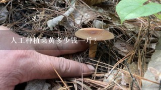 人工种植桑黄多少钱一斤？